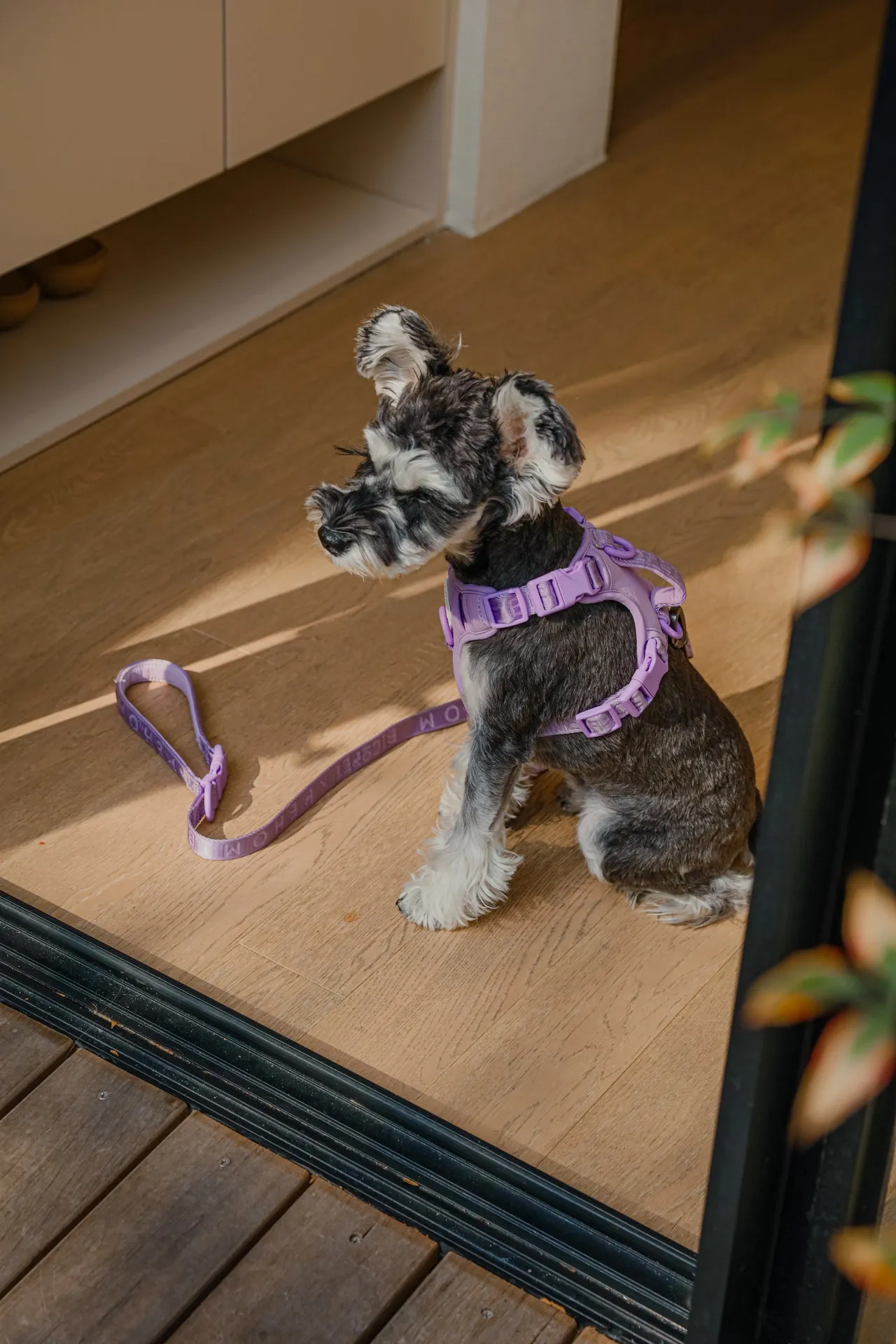 NO PULL ACTIVE  PET HARNESS - MINT PURPLE