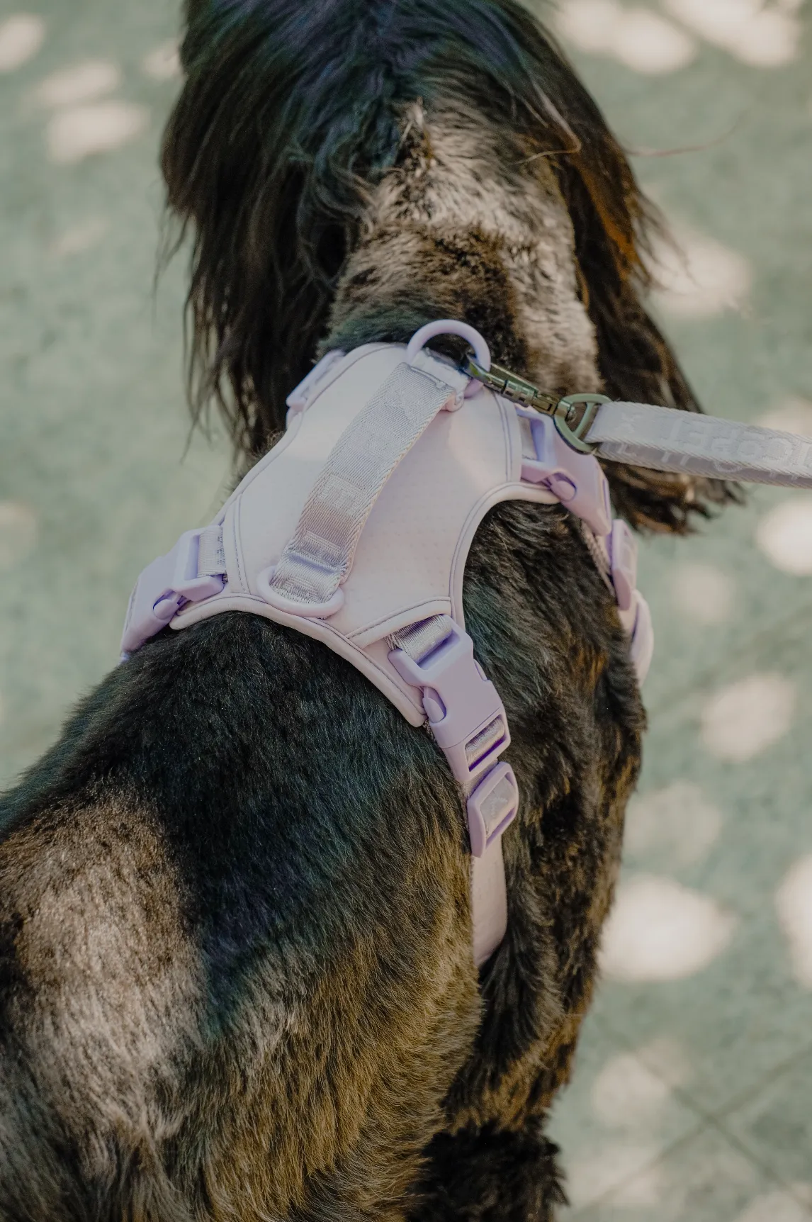 NO PULL ACTIVE  PET HARNESS - MINT PURPLE